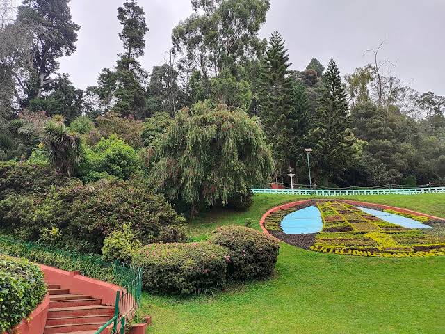 Tall pine trees at Ooty Pine Forest