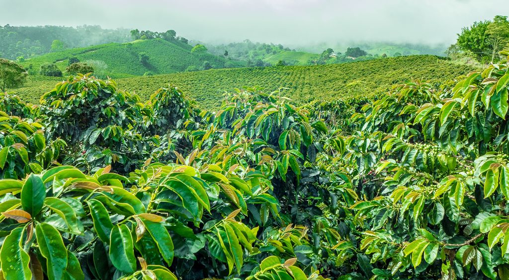 Coffee plantation in Coorg with misty hills background